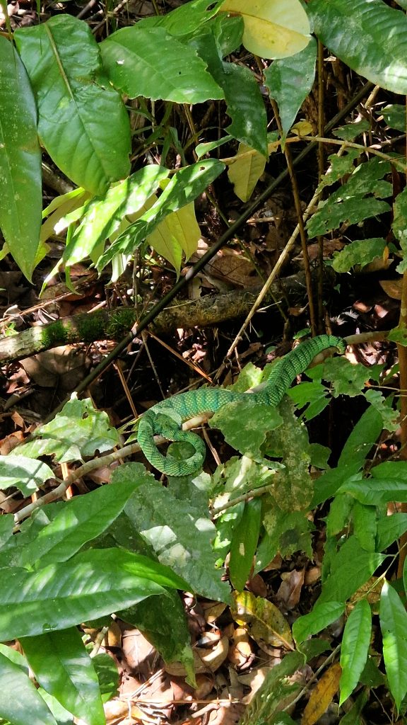 Green Viper im Baku Nationalpark Borneo Podcast