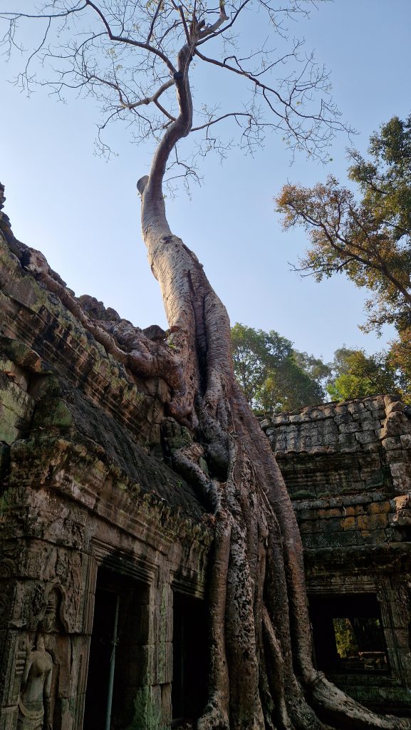 Ta Prohm Tempel Angkor