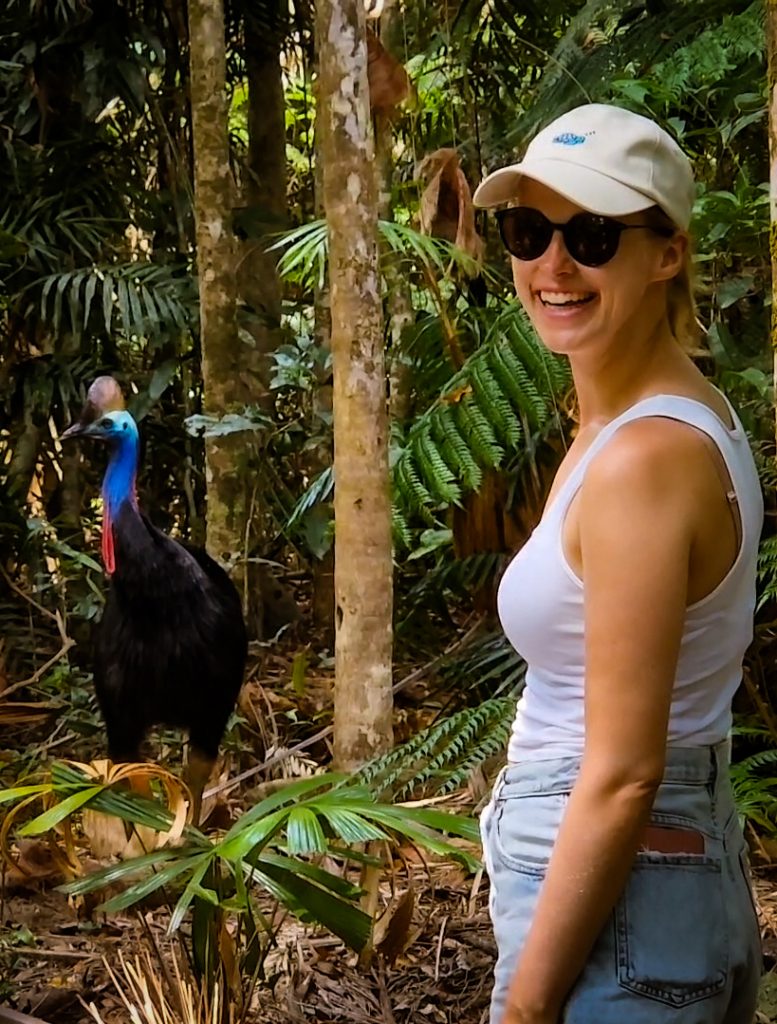 Kasuar Daintree Rainforest Australien