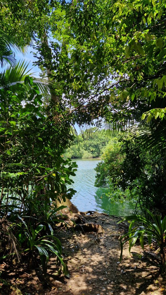Emmagen Creek Swimming Hole, Daintree Rainforest, Queensland, Australien