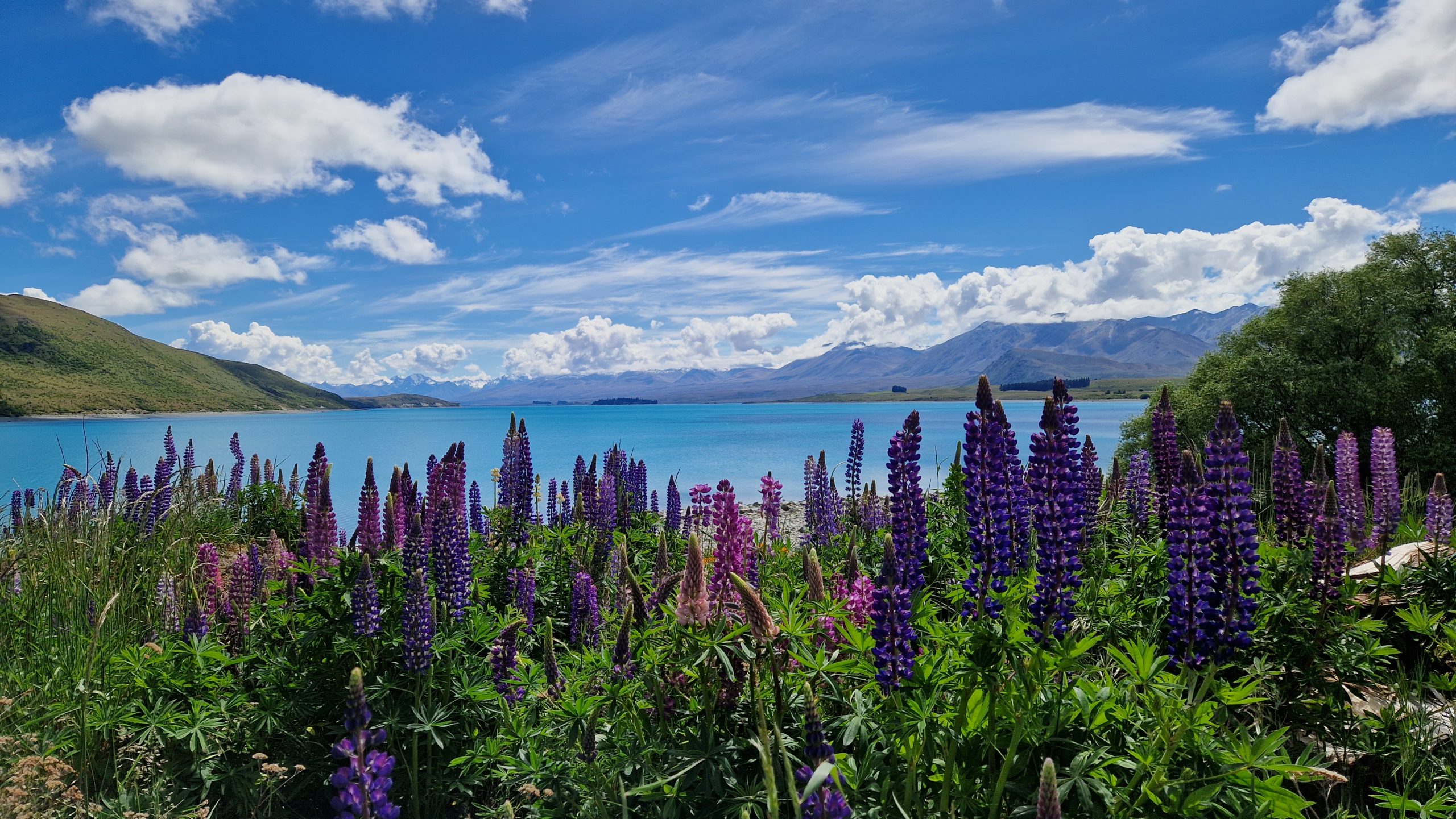 Lake Tekapo, Südinsel, Neuseeland
