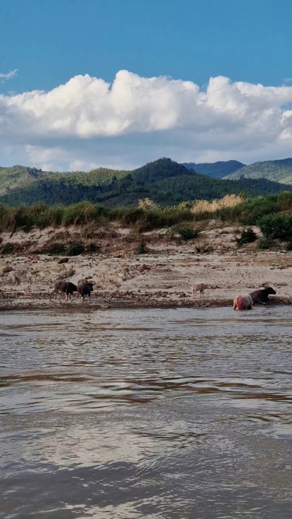 Wasserbüffel im Mekong, Laos