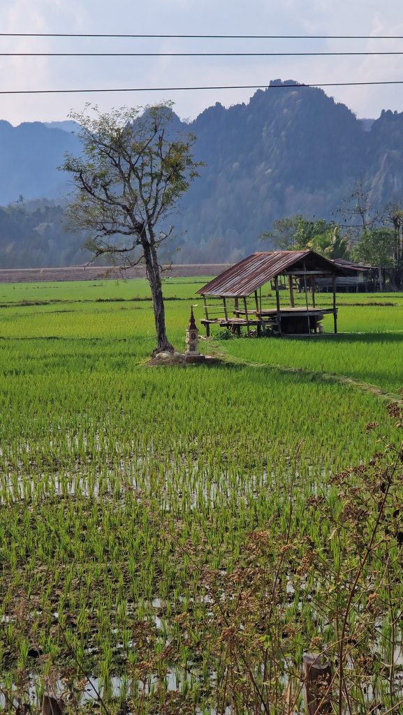 Reisfelder unterwegs, Na hin, Thakhek Loop, Laos