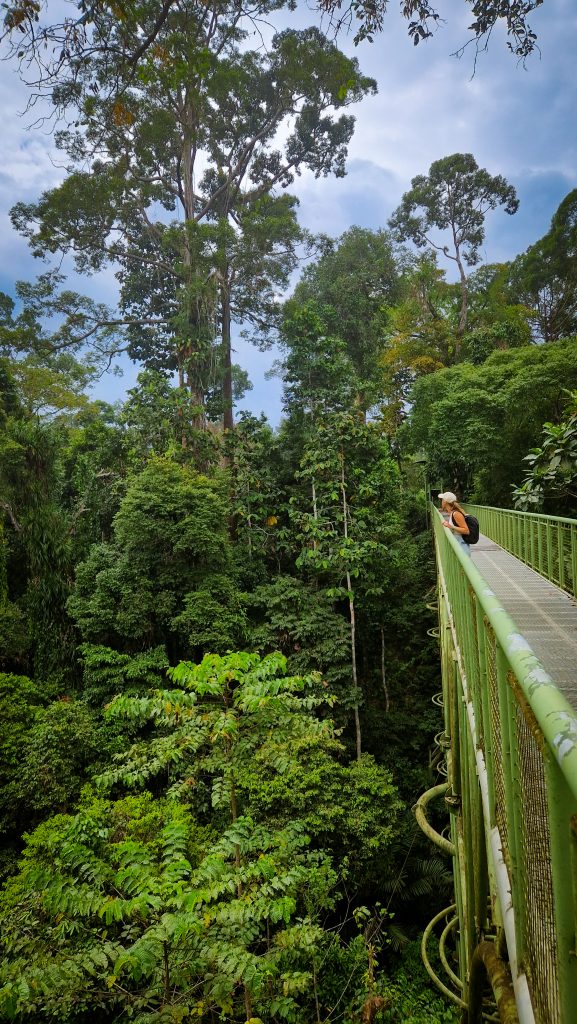 Skywalk im Rainforest Discovery Centre, Sepilok, Borneo, Malaysia
