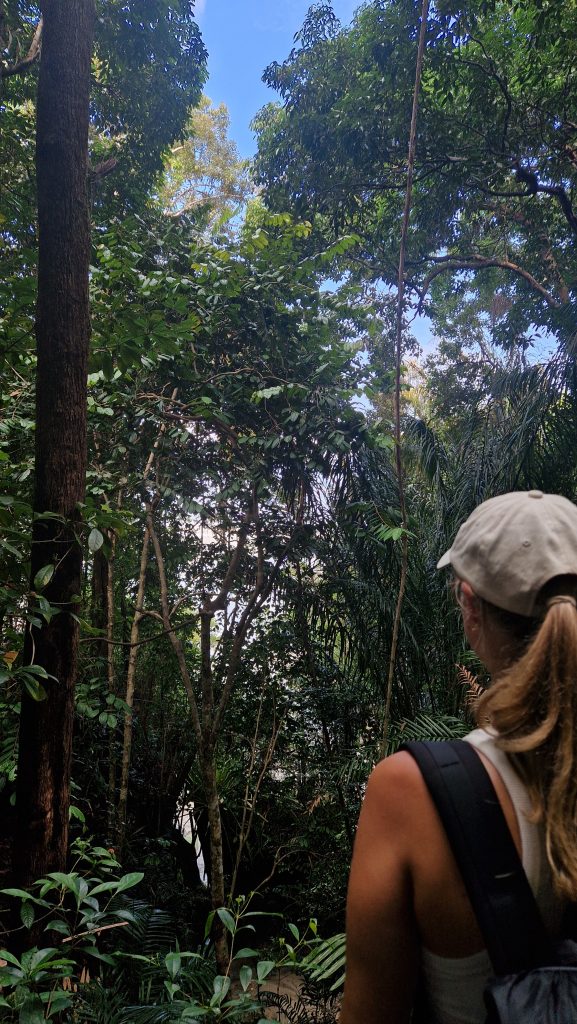 Blick in den Dschungel / Regenwald, Borneo, Malaysia