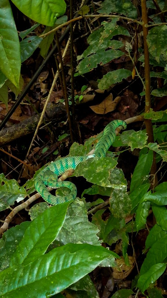Grüne Viper, Bako Nationalpark, Borneo, Malaysia