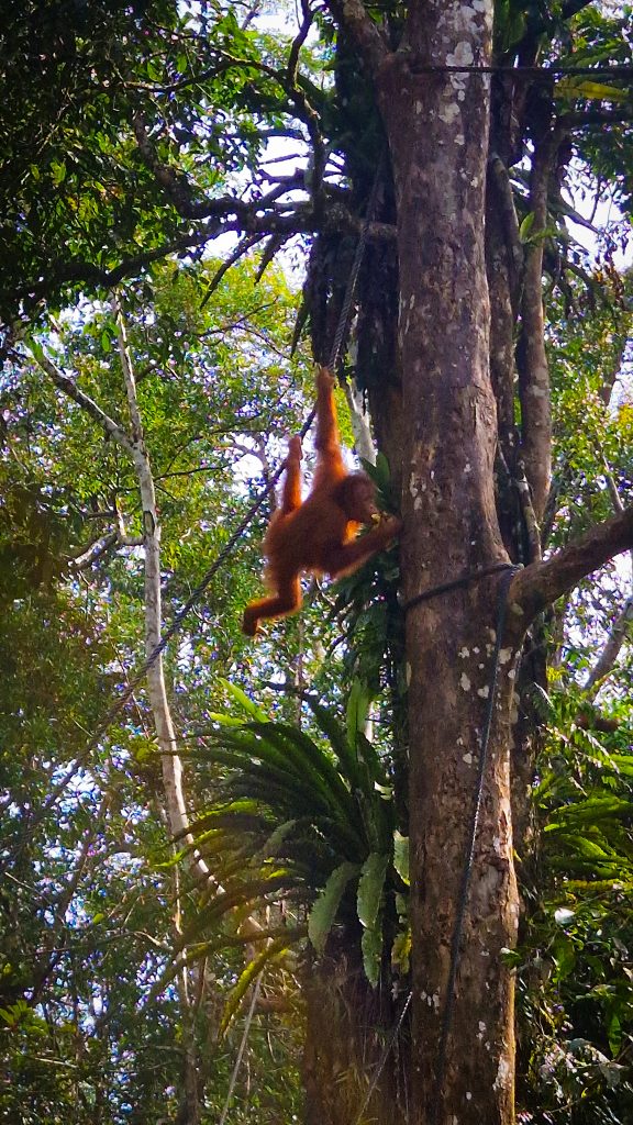 kleiner Orang-Utan im Semenggoh Wildlife Centre auf Borneo, Malaysia