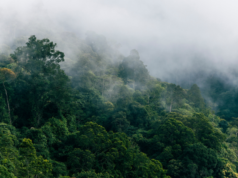Regenwald, Borneo, Malaysia