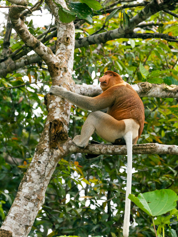 Nasenaffe am Kinabatangan River, Borneo, Malaysia