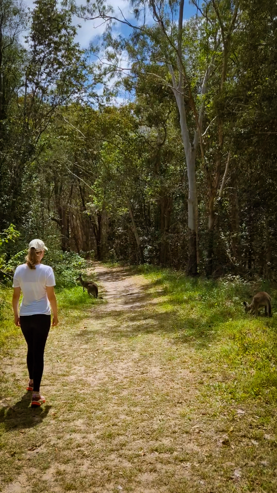 Känguru Begegnung am Habitat Noosa Campsite, Noosa Everglades, Queensland, Australien