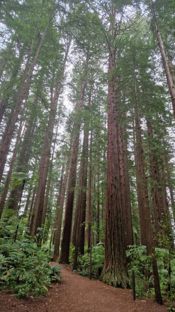 Whakarewarewa Forest, Rotorua, Neuseeland
