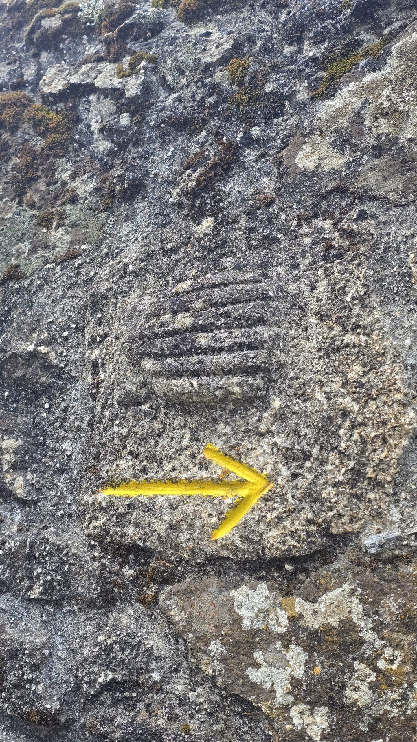 Muschelsymbol des Jakobsweg mit einem gelben Pfeil auf einer grauen Steinmauer