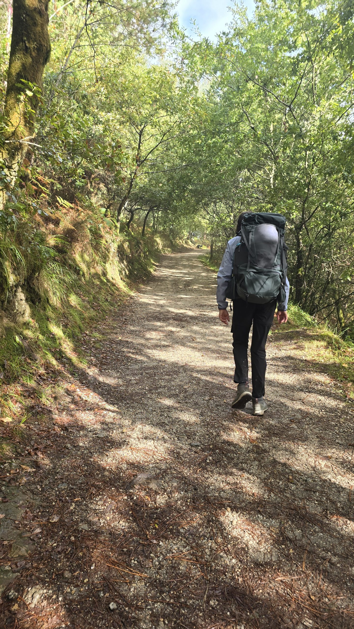 Durch das Blätterdach fallen Sonnenstrahlen auf den Waldweg