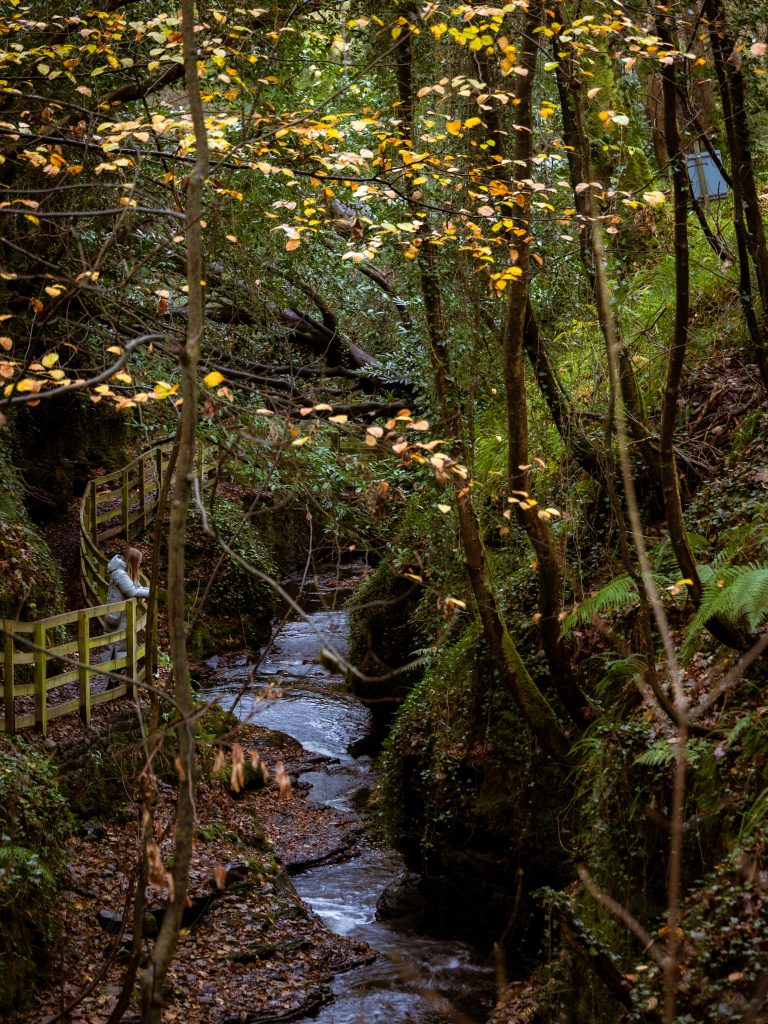 ein verwunschener Wald in Herbstlichen Farbe und irischem Grün und in der Mitte befindet sich ein kleiner Fluss