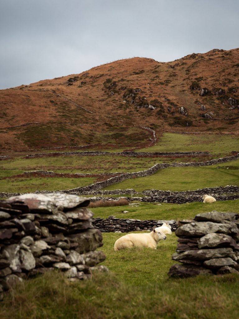 Blick auf Schafe und die Schafweiden auf dem Ring of Skellig