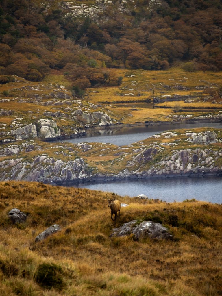 beeindruckende Szenerie aus zerklüfteten Bergen, Seen, Wasserfällen und Wälder eingetaucht in Herbstlichen Farben. In der Mitte erhebt sich ein Hirsch in der Landschaft.