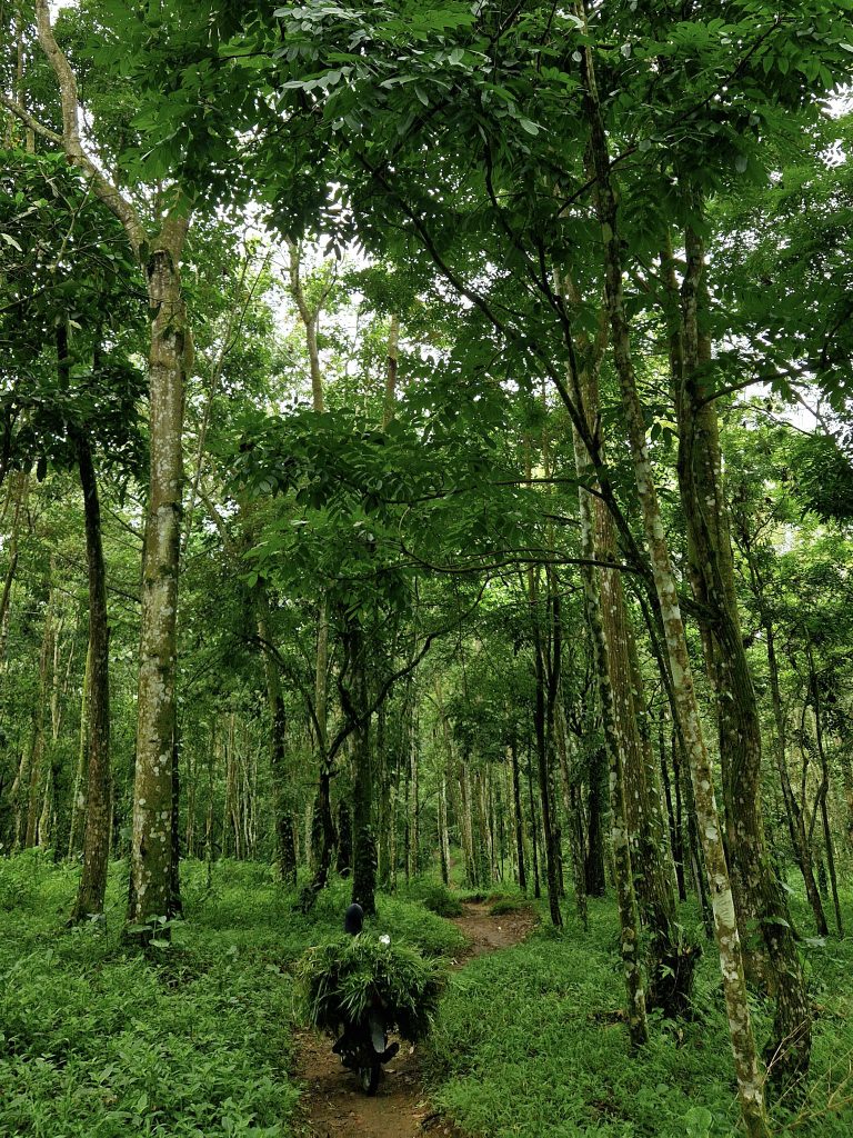 saftig grüner Monkey Forrest von Tete Batu