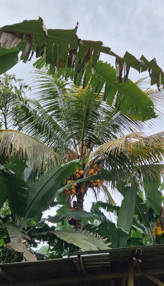 Mann erntet Kokosnüsse von einer Palme